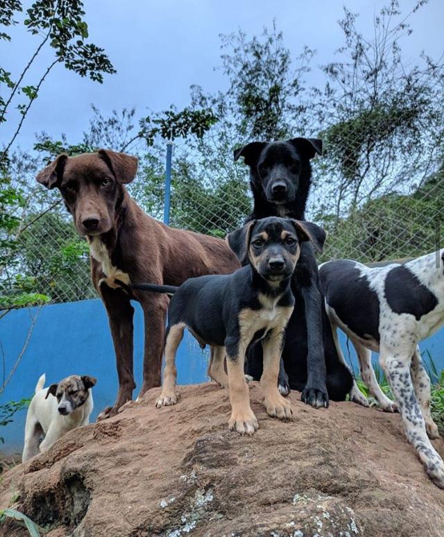 amigocantinho's tweet photo. Oi! 🐶♥️🐾Somos a ONG Cantinho Amigo Bicho! Resgatamos e cuidamos de animais em situações precárias, para que possam ser finalmente adotados e receberem muito amor! Precisamos de ajuda em doações e adoções, faça parte disso! ♥️ Links abaixo para apoiar nosso projeto ♥️: https://t.co/eCszgbhpBK