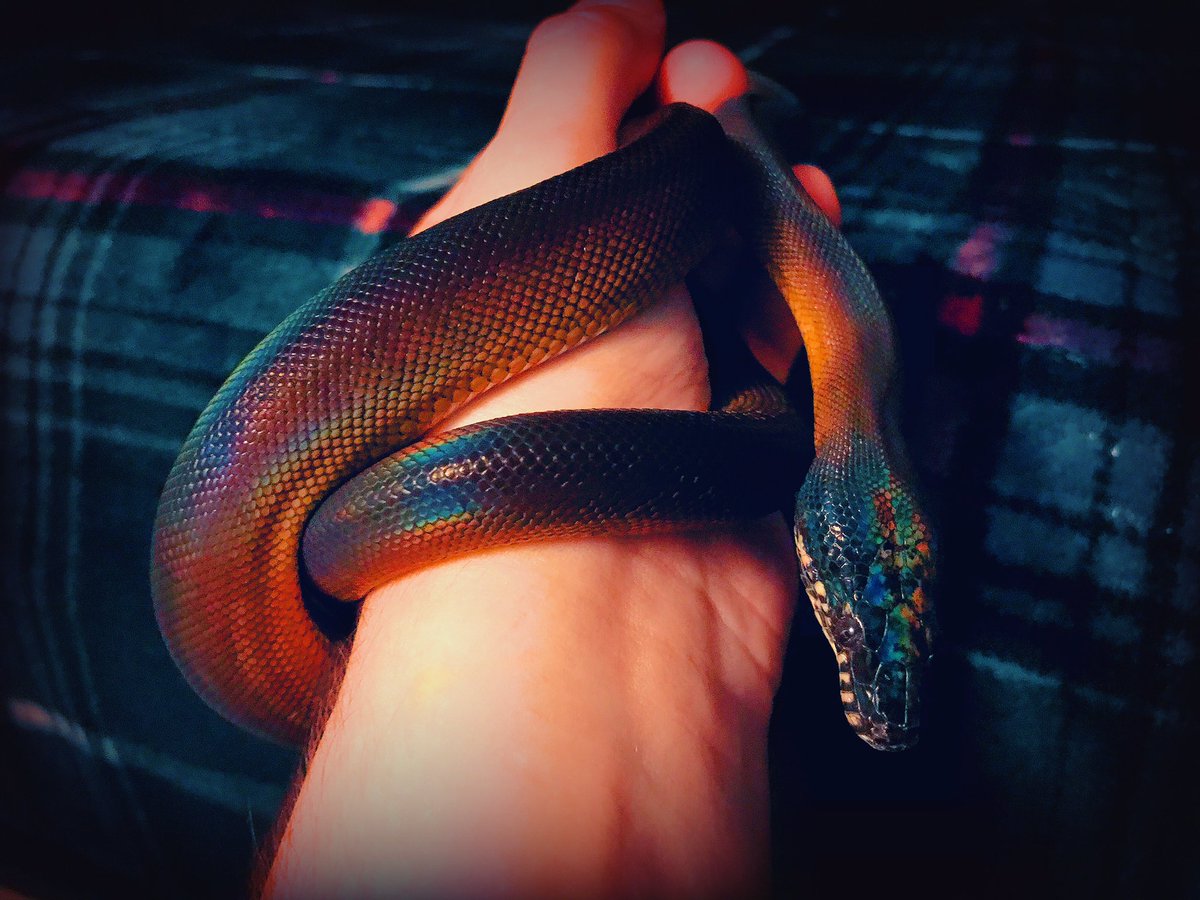 Twilight_Saint's tweet photo. Just a snek, watching movies with his dad🐍💙

Imperio, my Northern #WhiteLippedPython. Raised &amp; owned by myself💀🐍

#dalbertspython #rainbowsnake #leiopython https://t.co/cCyYtbJIsK