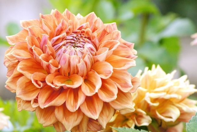 ট ইট র アルビオン Albion 公式 おはようございます 今日の誕生花は ダリア 花言葉は エレガント です 花びらが幾重にも折り重なり大ぶりで見ごたえのある花姿は その佇まいに華やかさと気品を感じさせますね 誕生花 花言葉 ট ইট র アルビオン Albion 公式 おはようございます 今日の誕生花は ダリア 花言葉は エレガント です 花びらが幾重にも折り重なり大ぶりで見ごたえのある花姿は その佇まいに華やかさと気品を感じさせますね 誕生花 花言葉