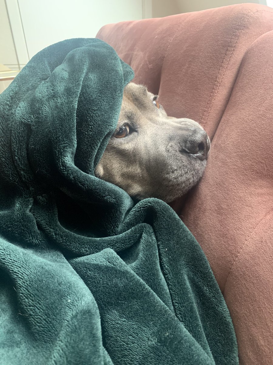 dannicaraway's tweet photo. @nicolconcilio Brooklyn my pittie. Goes everywhere with her green blanket https://t.co/l9C3lSMFB0