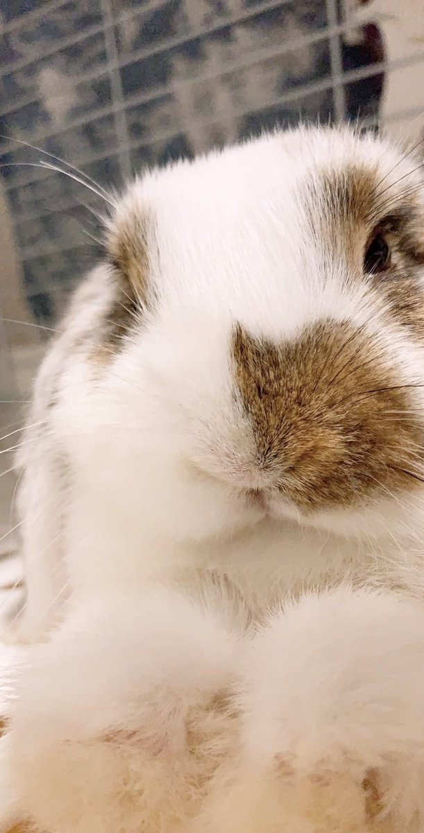 うさぎのちもしぃ Youtubeデビュー おはラビです ドアップちもしぃ登場 かわいいとすぐ待ち受けにしてしまう私がいます Youtube デビュー 動画url T Co 3vhoxgvbjv チャンネル登録よろしくお願いします うさぎのちもしぃ Youtubeデビュー おはラビです ドアップちもしぃ登場 かわいいとすぐ待ち受けにしてしまう私がいます Youtube デビュー 動画url T Co 3vhoxgvbjv チャンネル登録よろしくお願いします