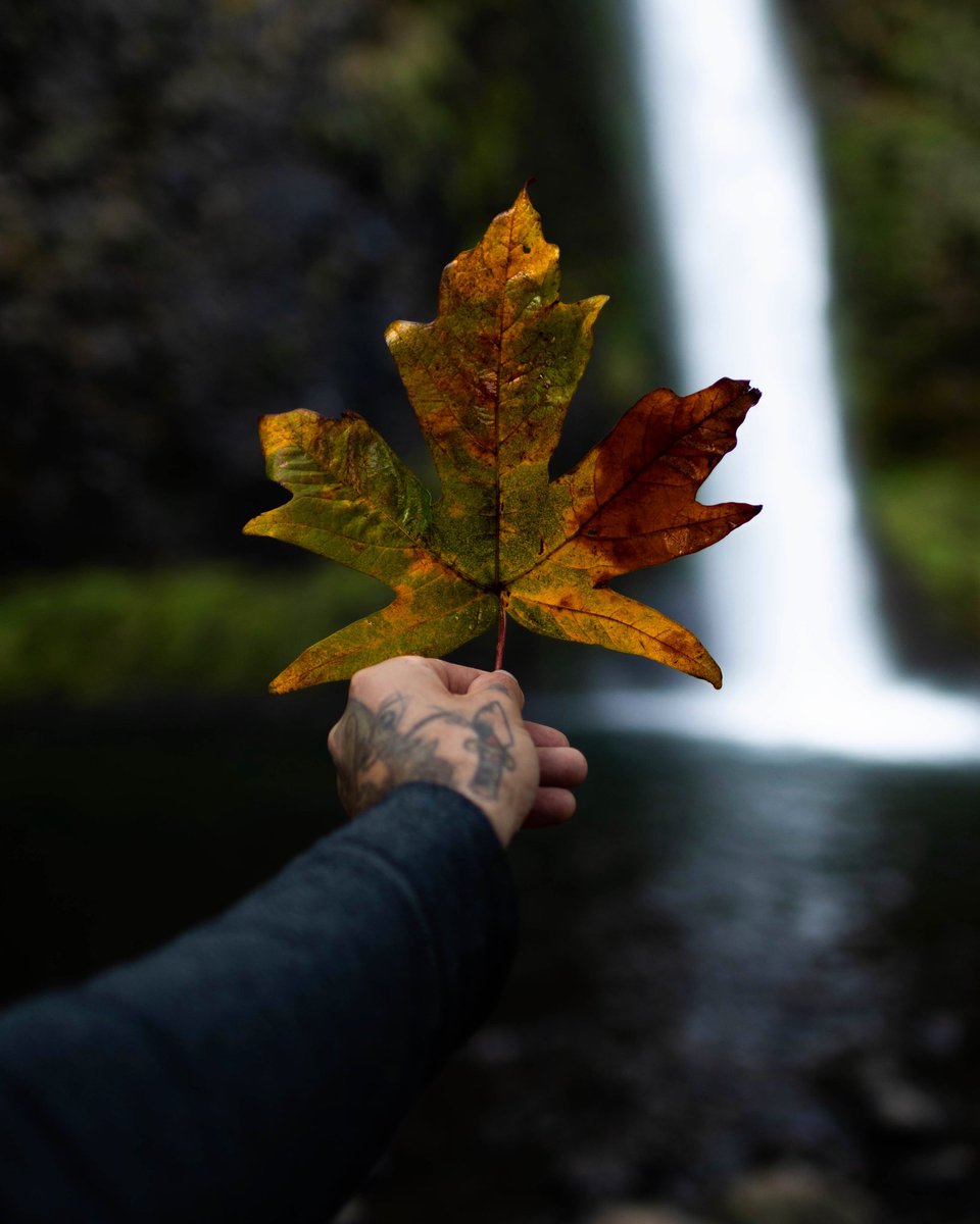 Fall in the PNW 

#oregon #Portland #pnwroamers #PNW #photography #fall #nikond500 #nikon #SIGMA #PacificaNorthwest #waterfall #foliage #Explore #exploreoregon #hiking #hikingadventures