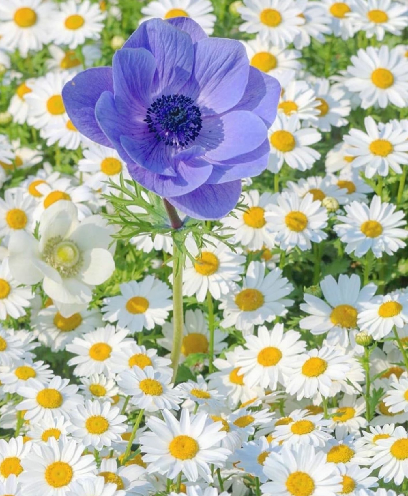 ぱいなっぷる Flowers 2 Keii Alenka Cattleya55 Meandaringalong Nature Yellow Orange Flowers Garden Pretty Beautiful Lovely Socialdistancing Quarantine Stayhomesavelives Thanks