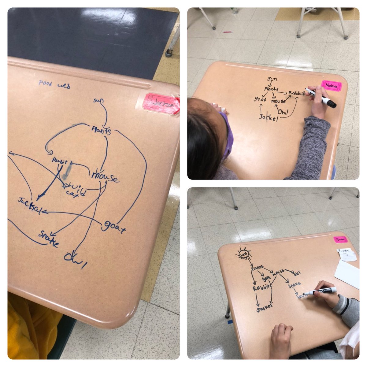 We had fun writing on our desks to practice making food webs! 🦌🐇🦉🌲☀️#WeAreMaumee