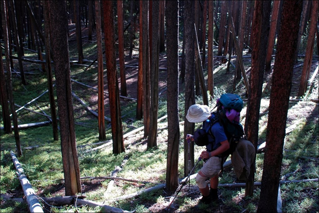 3/7 Chickaree Lk., in  @RockyNPS, is surrounded by lodgepole pine, much killed by mt pine beetle c. 2008-10. Based on tree-ring work by Jason Sibold  @ThomasTVeblen et al., the area last experienced stand-replacing in 1782, w/ some surface Fire in 1872  #dendrochronology