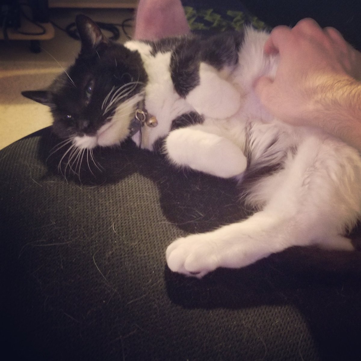 thefailsafeband's tweet photo. The moment when she decided she didn't want to be pet anymore. Btw this is Magic, our drummers cat. She wants you to check out our music!
--
#band #bandcat #meow #newsingle #electronicrock https://t.co/H1htsQ1ZXH