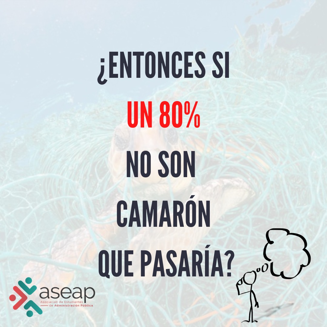 ASEAPUCR's tweet photo. ¿Pesca de arrastre?
Te contamos un poco sobre este proyecto y las consecuencias del mismo
#Pescadearrastre #VidaMarina #Ambiente #ASEAP https://t.co/wUGHXHylzg