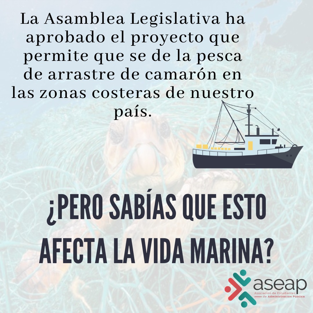 ASEAPUCR's tweet photo. ¿Pesca de arrastre?
Te contamos un poco sobre este proyecto y las consecuencias del mismo
#Pescadearrastre #VidaMarina #Ambiente #ASEAP https://t.co/PXsKMSPR8w