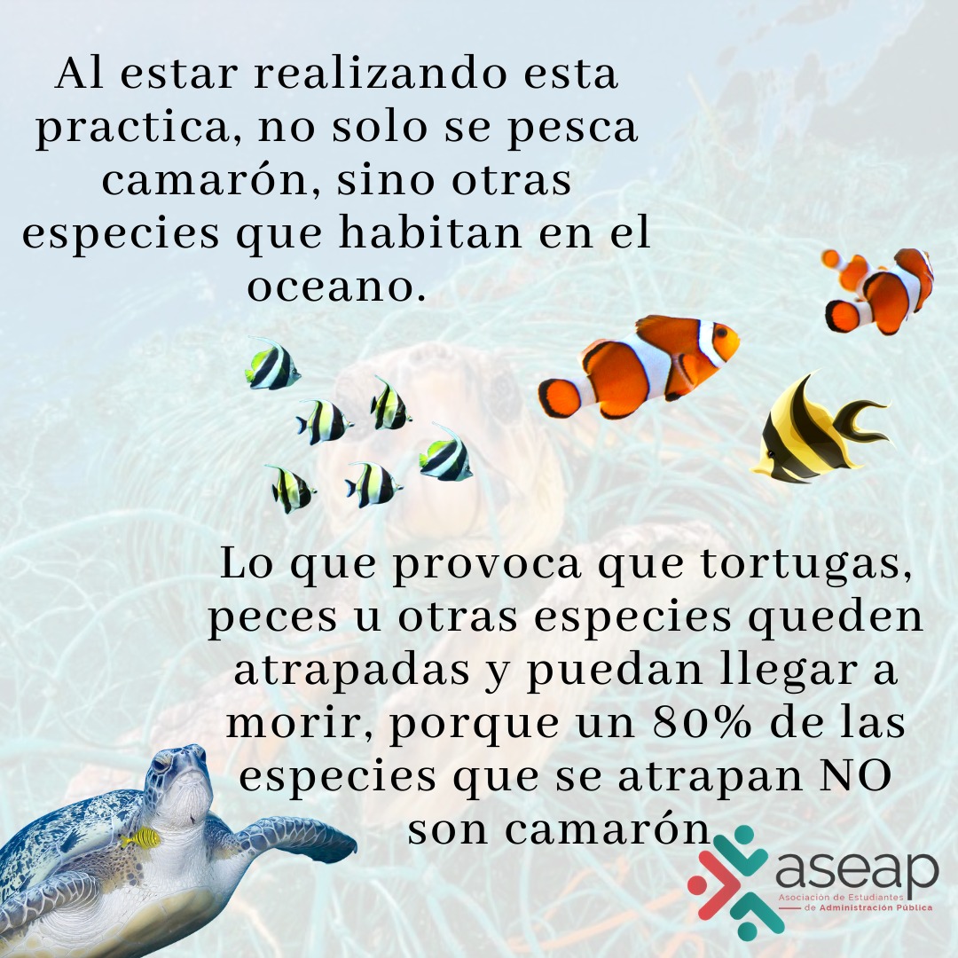 ASEAPUCR's tweet photo. ¿Pesca de arrastre?
Te contamos un poco sobre este proyecto y las consecuencias del mismo
#Pescadearrastre #VidaMarina #Ambiente #ASEAP https://t.co/PXsKMSPR8w