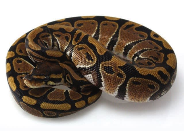 DOMINANT morphs only require one copy of the mutation to express itself fully. If the animal has one or two copies of the gene it will look the same because it's already fully expressed either way.Example: the Pinstripe morph in Ball Pythons (left: normal / right: pinstripe)