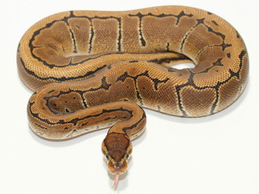 DOMINANT morphs only require one copy of the mutation to express itself fully. If the animal has one or two copies of the gene it will look the same because it's already fully expressed either way.Example: the Pinstripe morph in Ball Pythons (left: normal / right: pinstripe)