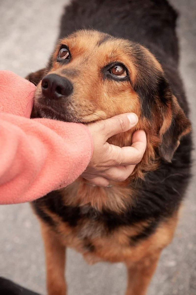 YolandaC4's tweet photo. #Conra
Este peque lleva ya demasiado tiempo sufriendo frío miedo y estrés de saberse con miedo al resto huyendo, queriendo ser invisible.
Vamos a cambiar su suerte. Merece la mejor de las familias #adopta a este amor de cuatro patas. https://t.co/akgGXAC7NU