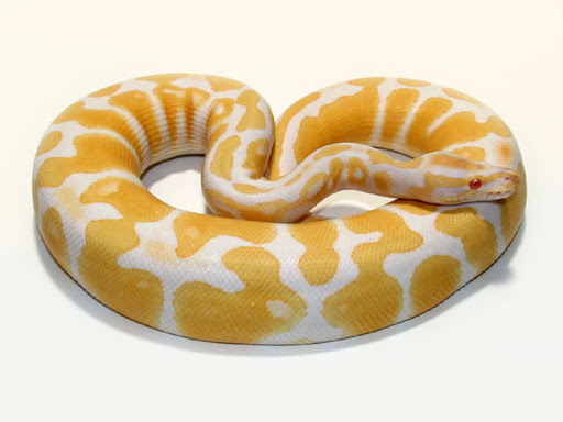 RECESSIVE morphs require two copies of the gene to be present in order for the animal to express the trait (both parents must pass down the mutation). If the animal only receives one copy of a recessive morph it will look normal.Example: Albino in pretty much anything lol