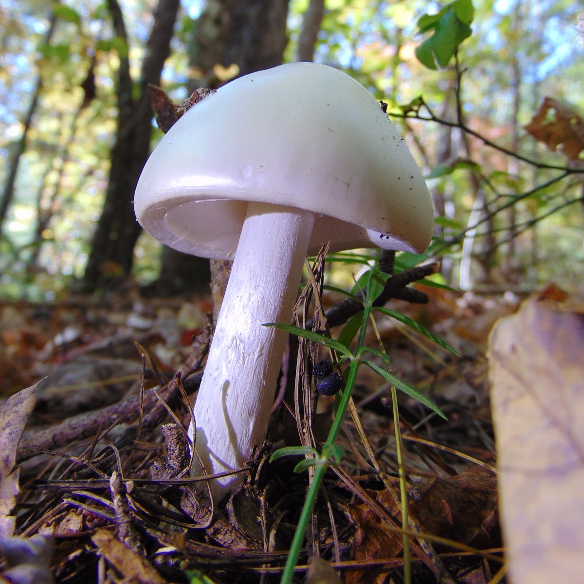 The 22nd rule of the Mushroom Cult is to go in the woods and take pictures of mushrooms.
