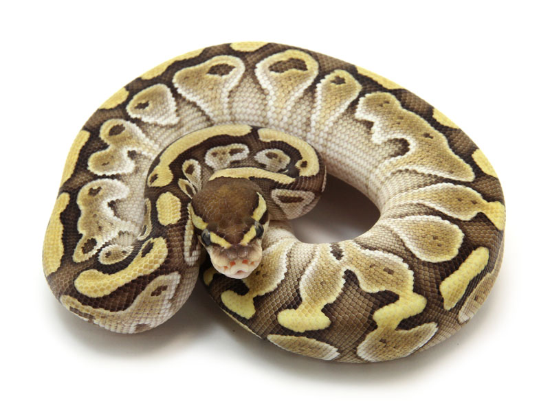 INCOMPLETE DOMINANT morphs only require one copy of the gene to show a visible change in the animal, but if two copies are present the mutation is expressed differently. This is commonly called a "super" form.EXAMPLE: Butter and Super Butter in ball pythons