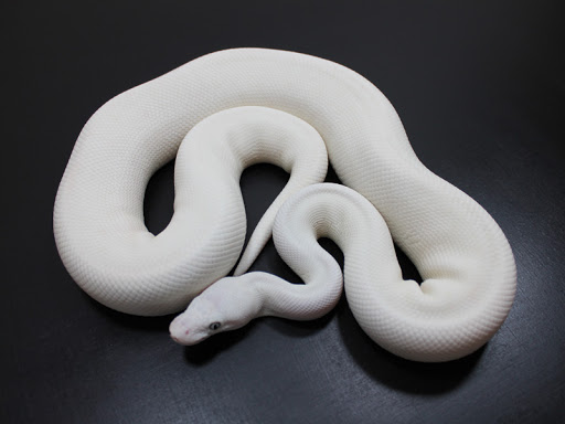 INCOMPLETE DOMINANT morphs only require one copy of the gene to show a visible change in the animal, but if two copies are present the mutation is expressed differently. This is commonly called a "super" form.EXAMPLE: Butter and Super Butter in ball pythons