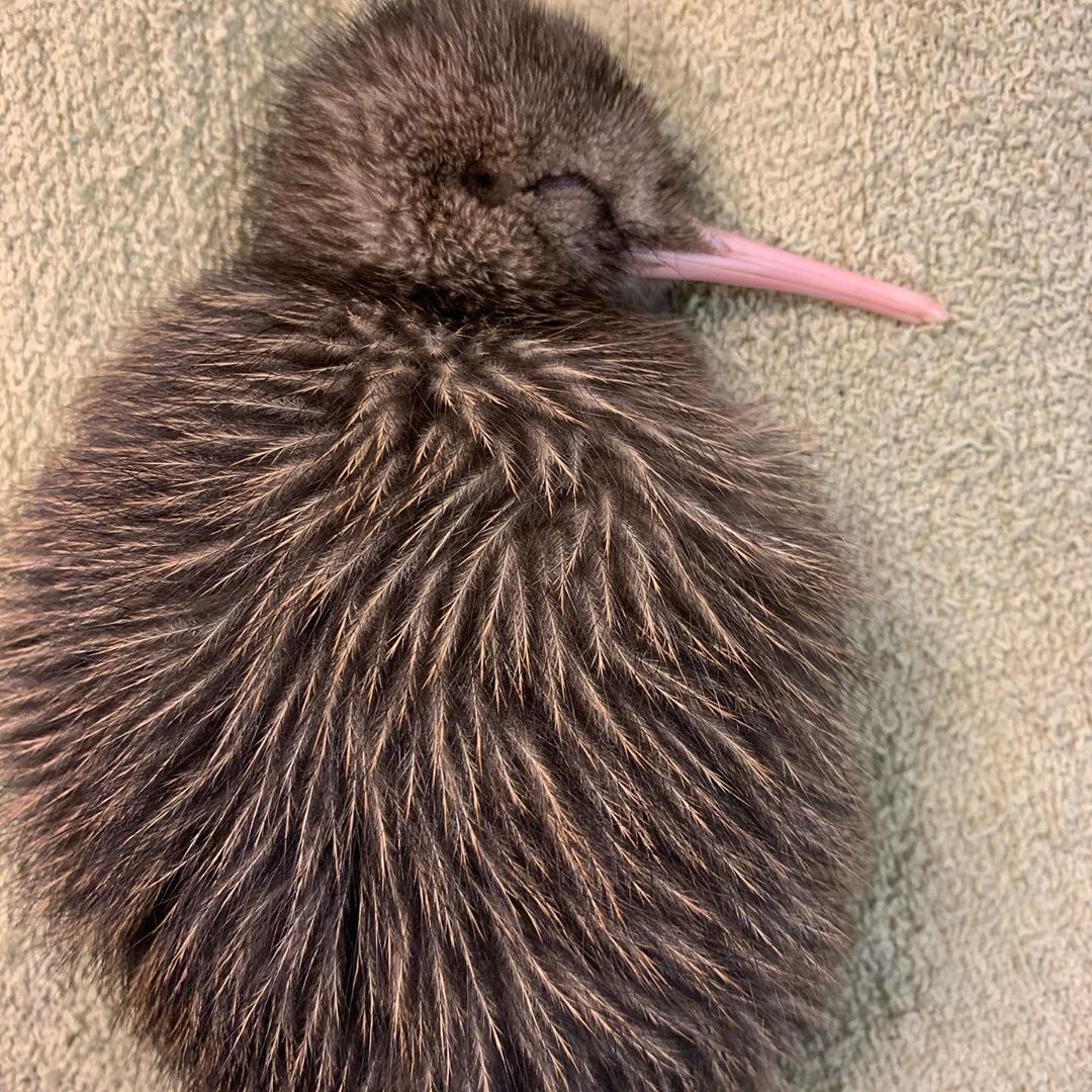 天使にもほどがある キーウィの赤ちゃんの寝顔がヤバすぎる えのげ 天使にもほどがある キーウィの赤ちゃんの寝顔がヤバすぎる えのげ