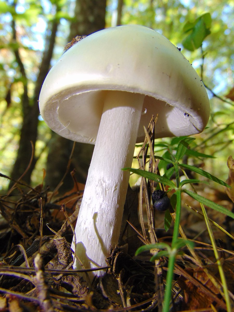 The 22nd rule of the Mushroom Cult is to go in the woods and take pictures of mushrooms.