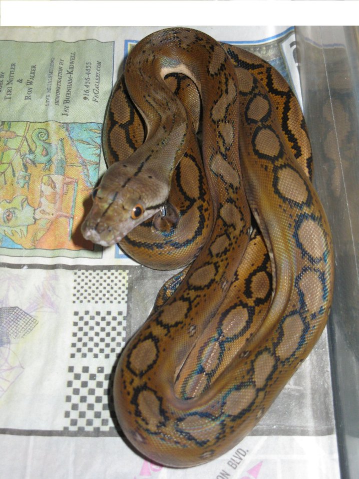 Some morphs change the snake's pattern, some change the colour, and some affect both! For example, in reticulated pythons (pic 1), the Motley morph affects pattern (pic 2), and the Platinum morph affects colour (pic 3), and Phantom affects both (pic 4)