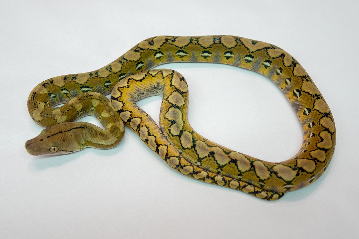 Some morphs change the snake's pattern, some change the colour, and some affect both! For example, in reticulated pythons (pic 1), the Motley morph affects pattern (pic 2), and the Platinum morph affects colour (pic 3), and Phantom affects both (pic 4)