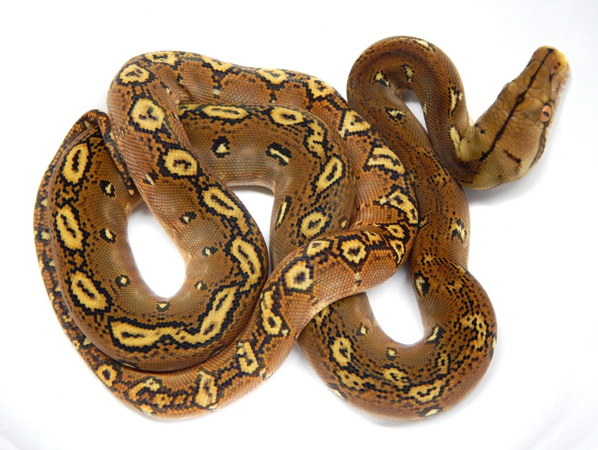 Some morphs change the snake's pattern, some change the colour, and some affect both! For example, in reticulated pythons (pic 1), the Motley morph affects pattern (pic 2), and the Platinum morph affects colour (pic 3), and Phantom affects both (pic 4)