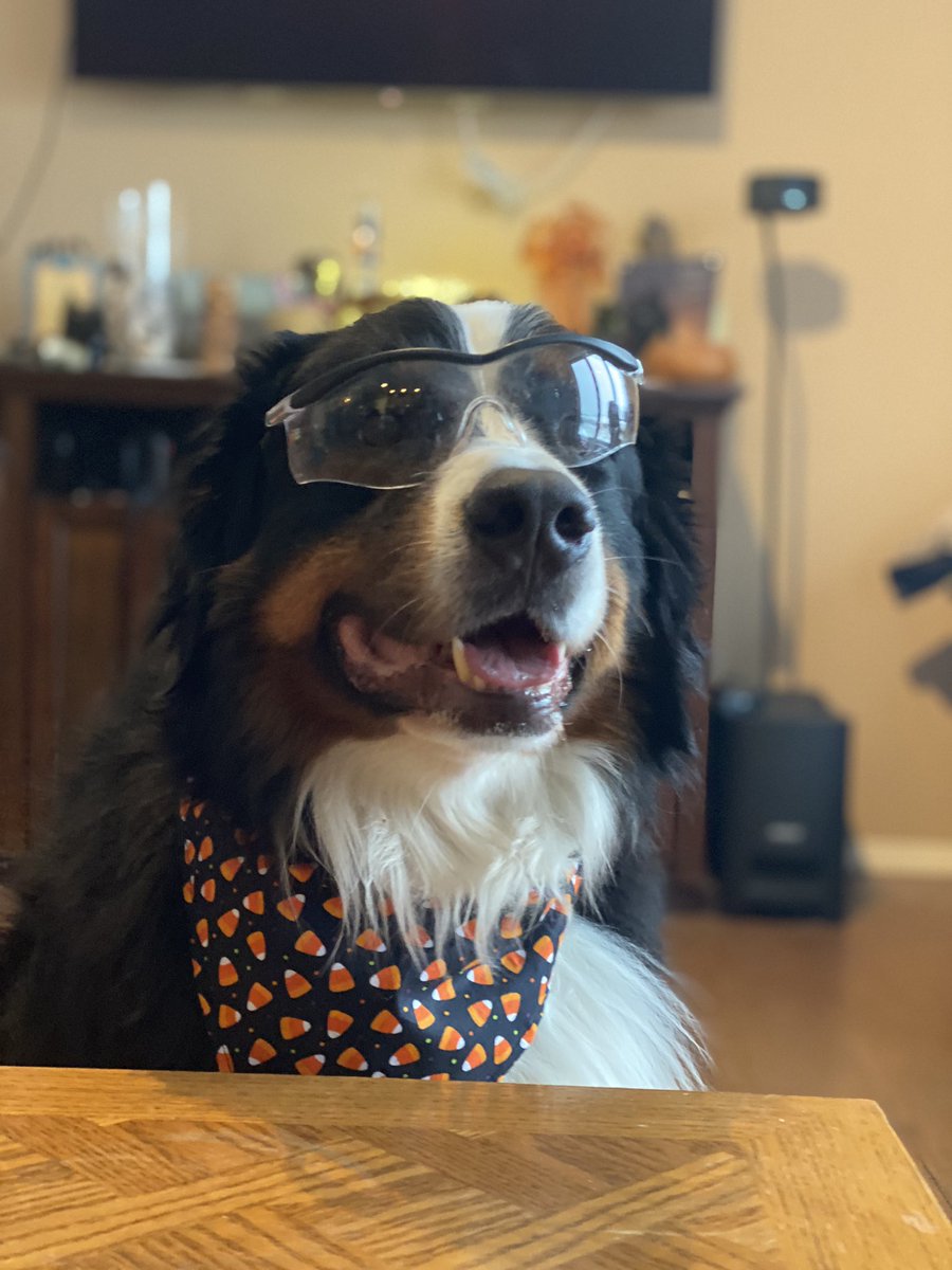 Moderator: ok dogs. I want a polite debate. No jumping on each other, no biting the podium. You each will get a question to answer and then some back and forth. At the end I will declare you both good dogs are you both get treats.Beaks: AGREEBunsen: Yeppers #DebateTonight