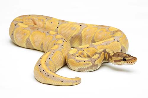 SEX-LINKED MUTATIONS are morphs that are coded in the sex chromosomes of the animal. Currently the only one I know is the Banana morph in ball pythons. This morph can occur on either the X or Y chromosome, so a Banana male with a mutated Y can only ever make male banana babies!