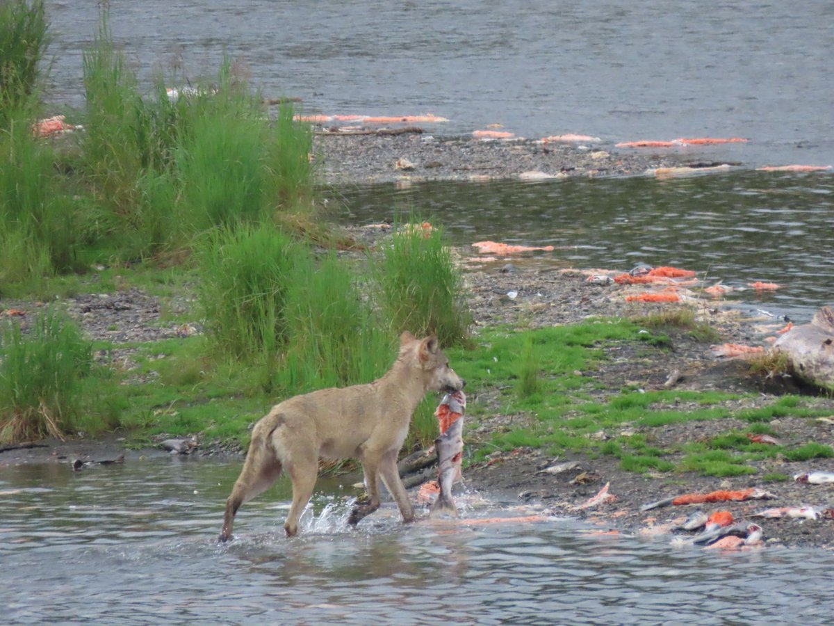 KatmaiNPS's tweet photo. In honor of #WolfAwarenessWeek, here is a wolf enjoying some fishing time along the Brooks River. See how abundant salmon were this year and how picky the animals were in their feast? Hope you enjoyed this #KatmaiSpies and join us again in a week for another.

NPS Photo/T Carmack https://t.co/DXGR0CuXBW