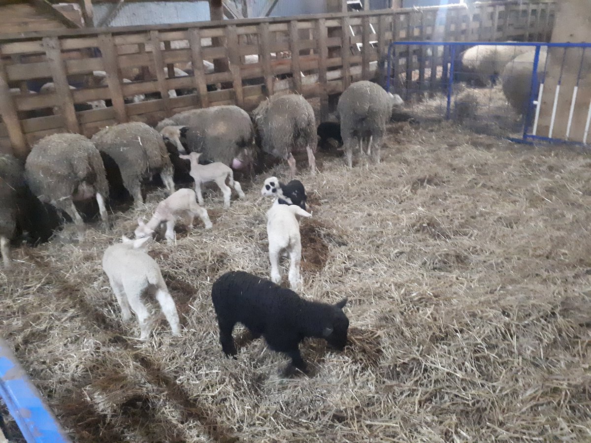 thefalse_earguy's tweet photo. Some really nice looking lambs this year, made a little make shift creep area , nosy little buggers but won't set foot inside the pen lol !! #sheep #lamb2020 #fromourfarmtoyourtable https://t.co/LIDRi94Tl7