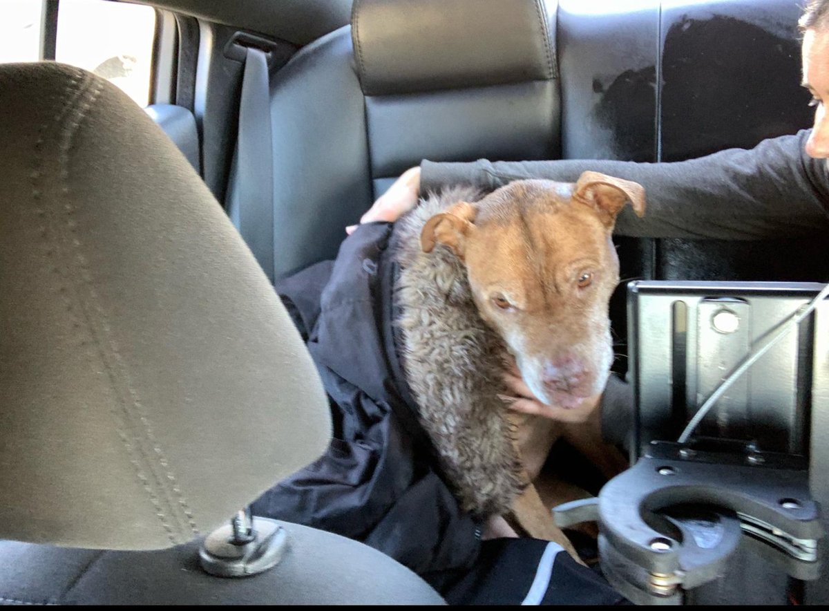 DeputyChow's tweet photo. Thanks to those who jumped into English Bay to help an owner rescue her dog, Griffen. The drowning unconscious dog was carried out of the water, CPR performed and he was revived. Kudos to the officers who rushed Griffen and his owner to the vet to be checked out. #InItTogether https://t.co/82cxQ0C0HH