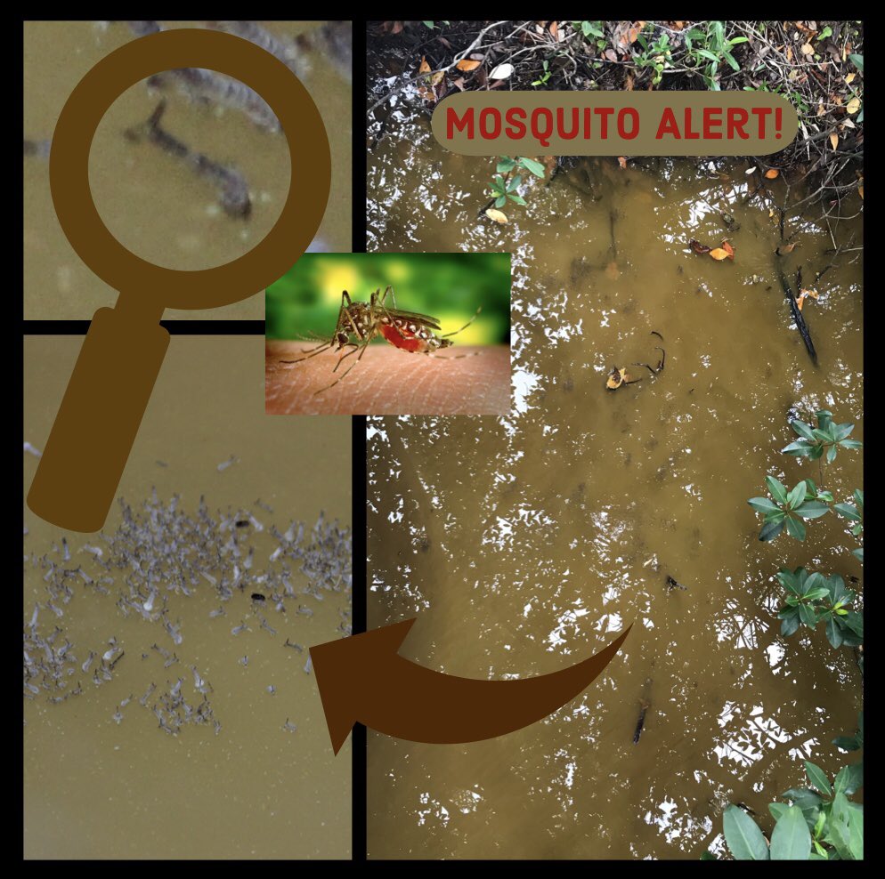 BillJacksonShop's tweet photo. These wigglers are mosquito larvae. When they grow up, they’re going to bite you unless you are prepared. Treat your clothes with permethrin and exposed skin with picaridin by @sawyerproducts . #sawyerproducts #insectrepellent #insectrepellentspray #mosquito #dontgetbit https://t.co/TJRSD9elp8