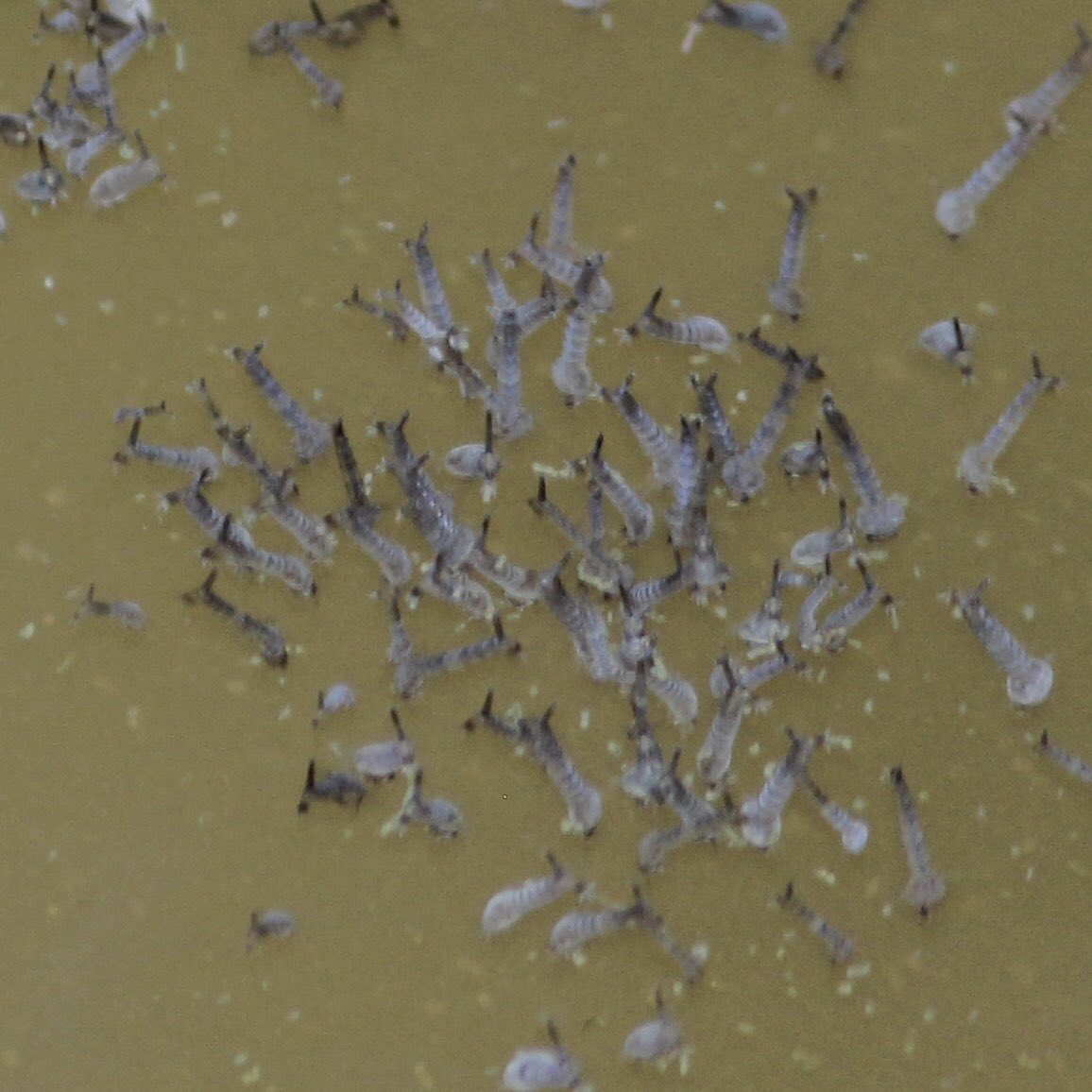 BillJacksonShop's tweet photo. These wigglers are mosquito larvae. When they grow up, they’re going to bite you unless you are prepared. Treat your clothes with permethrin and exposed skin with picaridin by @sawyerproducts . #sawyerproducts #insectrepellent #insectrepellentspray #mosquito #dontgetbit https://t.co/TJRSD9elp8