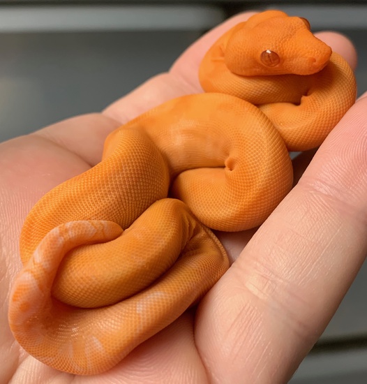 "Designer" morphs are when you start getting into snakes that carry multiple different gene combos to make something WILD1. "Dreamsicle ball python (lavender albino + piebald)2. "Cow" retic (phantom + orange ghost stripe)3. "Sun Dragon" boa (kahl albino + blood + hypo)