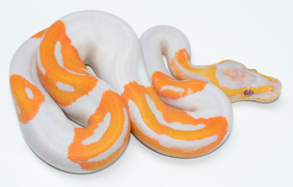 "Designer" morphs are when you start getting into snakes that carry multiple different gene combos to make something WILD1. "Dreamsicle ball python (lavender albino + piebald)2. "Cow" retic (phantom + orange ghost stripe)3. "Sun Dragon" boa (kahl albino + blood + hypo)