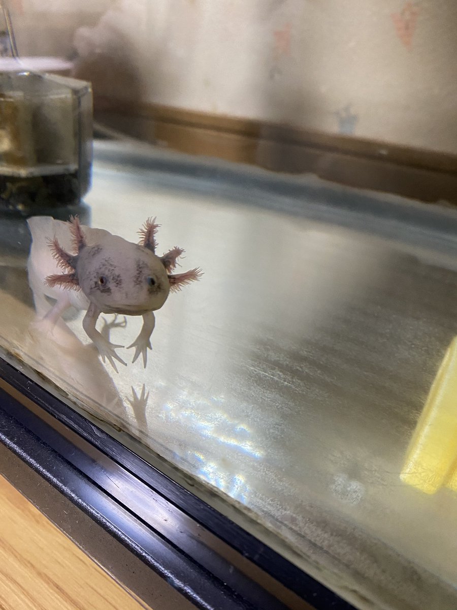 برچسب ウーパールーパーかわいい در توییتر