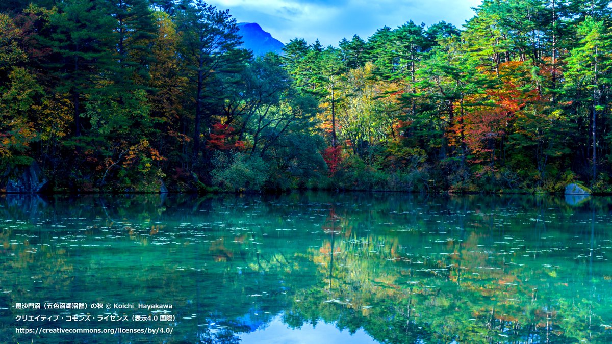 Web_Japan's tweet photo. #Goshikinuma Pond group (#五色沼湖沼群) in #Kitashiobara village, #Fukushima Pref.
“Goshiki” means “5-colors” in Japanese. Depending on the weather, season, and viewing angle, the lake shows you different colors.
#VirtualTripToJapan #DreamNowTravelLater
@MofaJapan_ITPR https://t.co/IgefR0Y0XI