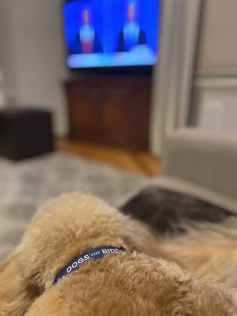 Someone is watching intently. #debatedogs