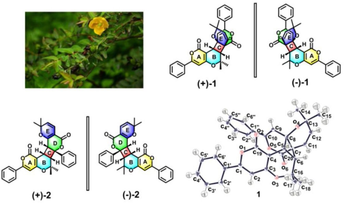 Hyperterpenoids A and B: Two pairs of unprecedented 6/6/4/6/6 polycyclic cyclobutane meroterpenoids. @ELSchemistry sciencedirect.com/science/articl…