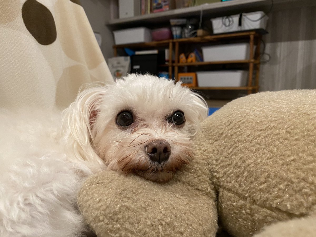 マルチーズ家族 まっちゃ あまりにかわいい なんでも枕にしてずっと見てくるまっちゃ 癒されるー 犬 マルチーズ マルチーズ大好き倶楽部 いぬのいる暮らし 犬好きな人と繋がりたい
