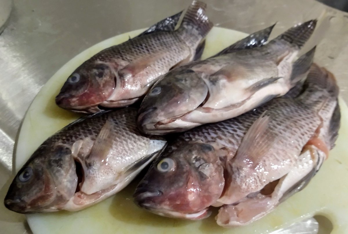neanlos's tweet photo. #breadedTilapia #tilapia https://t.co/Gy27lwcbaD