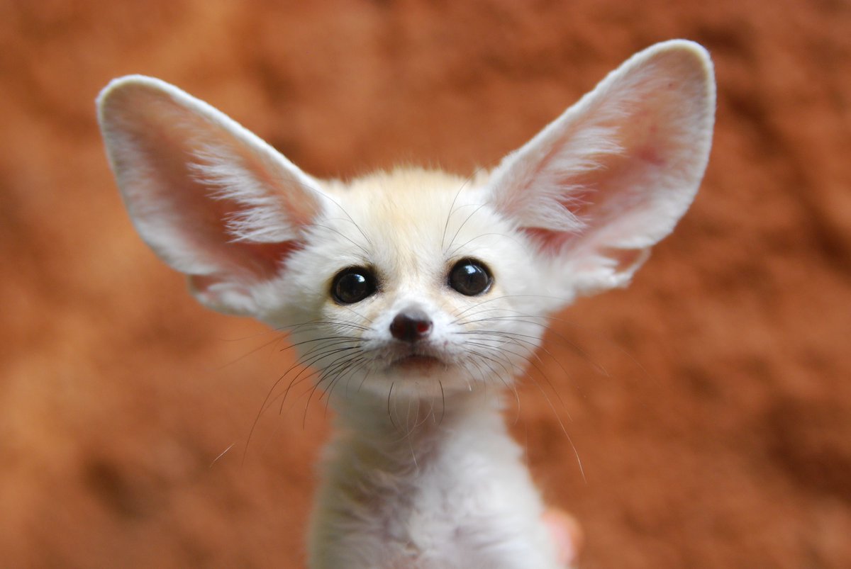 Fennec foxes gigantic ears serve dual functions:1. Temperature control in their native Sahara2. They can hear their prey (insect or small mammal) in their burrows.