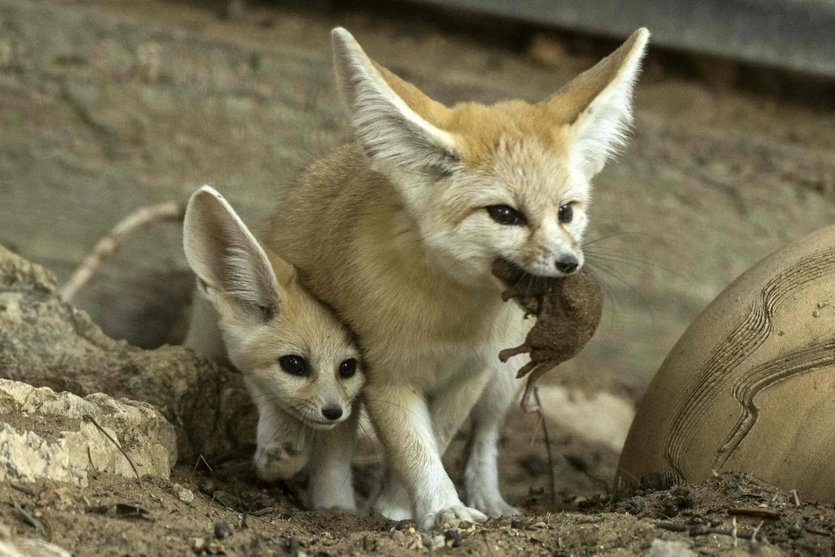 The moisture needs of the Fennec fox is mostly met in their diet, but they will drink water when available, because, honestly, how much juice can there be in the average mouse?