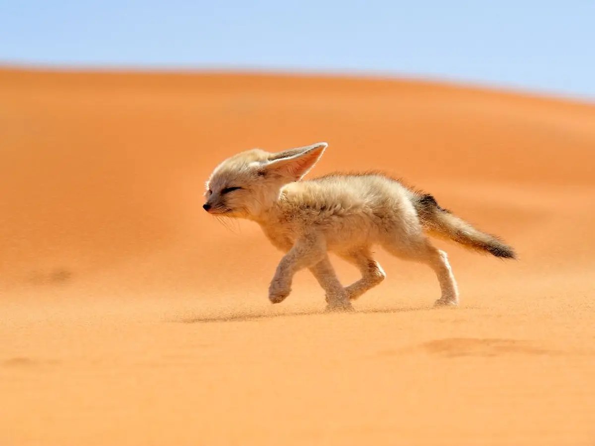 Despite my continuing experiments involving Fennec foxes and wind tunnels, they appear to lack sufficient lift to go airborne without tiny jetpacks, which we can all agree is a little excessive.
