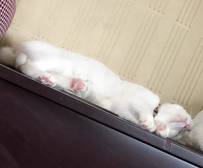 ねこ 