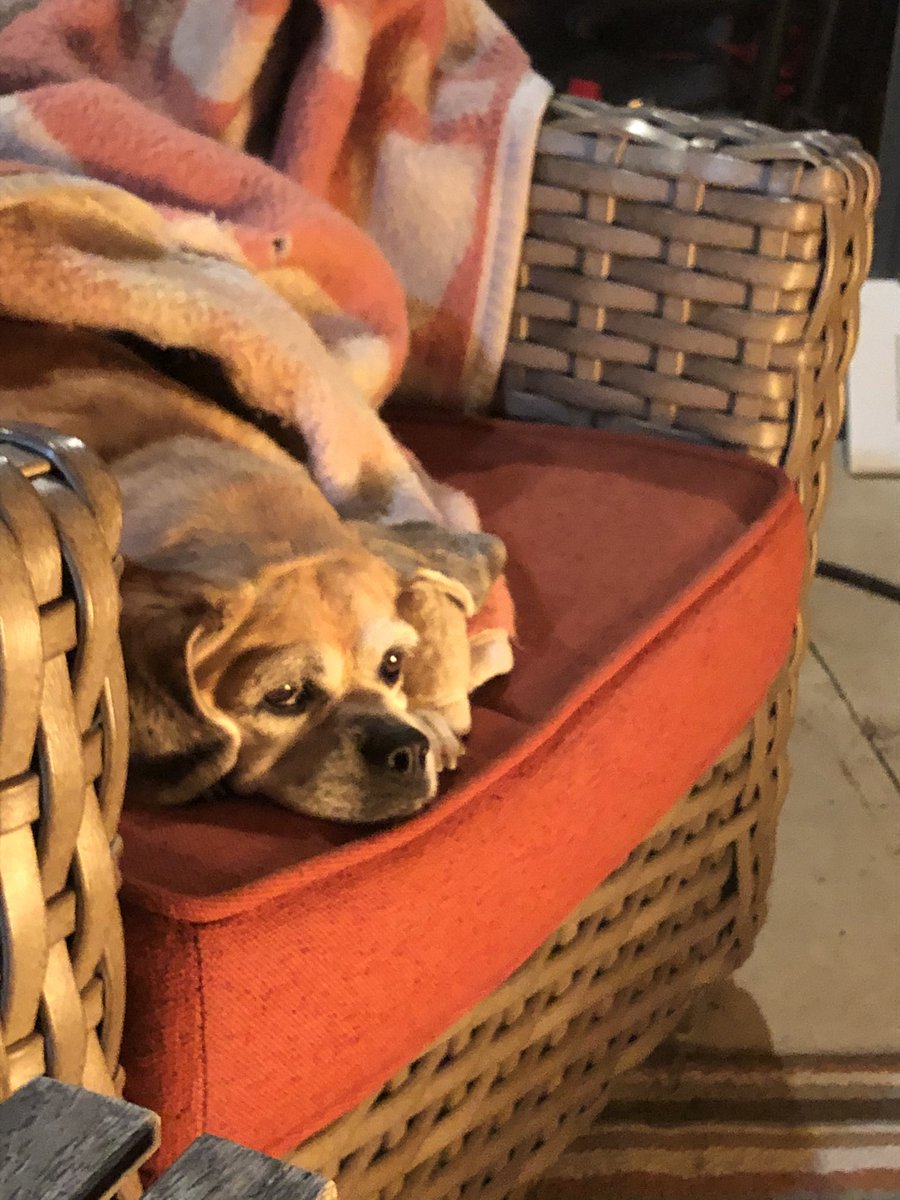 SparkyHam's tweet photo. Here is how we made it a super fun and special day for our furry best friend on National #MakeADogsDay [Replace this text with your story and remember to upload your photo, too.] Tweet your #MakeADogsDay photo to bring even more dog love out to the world! https://t.co/kzexCfsM8a