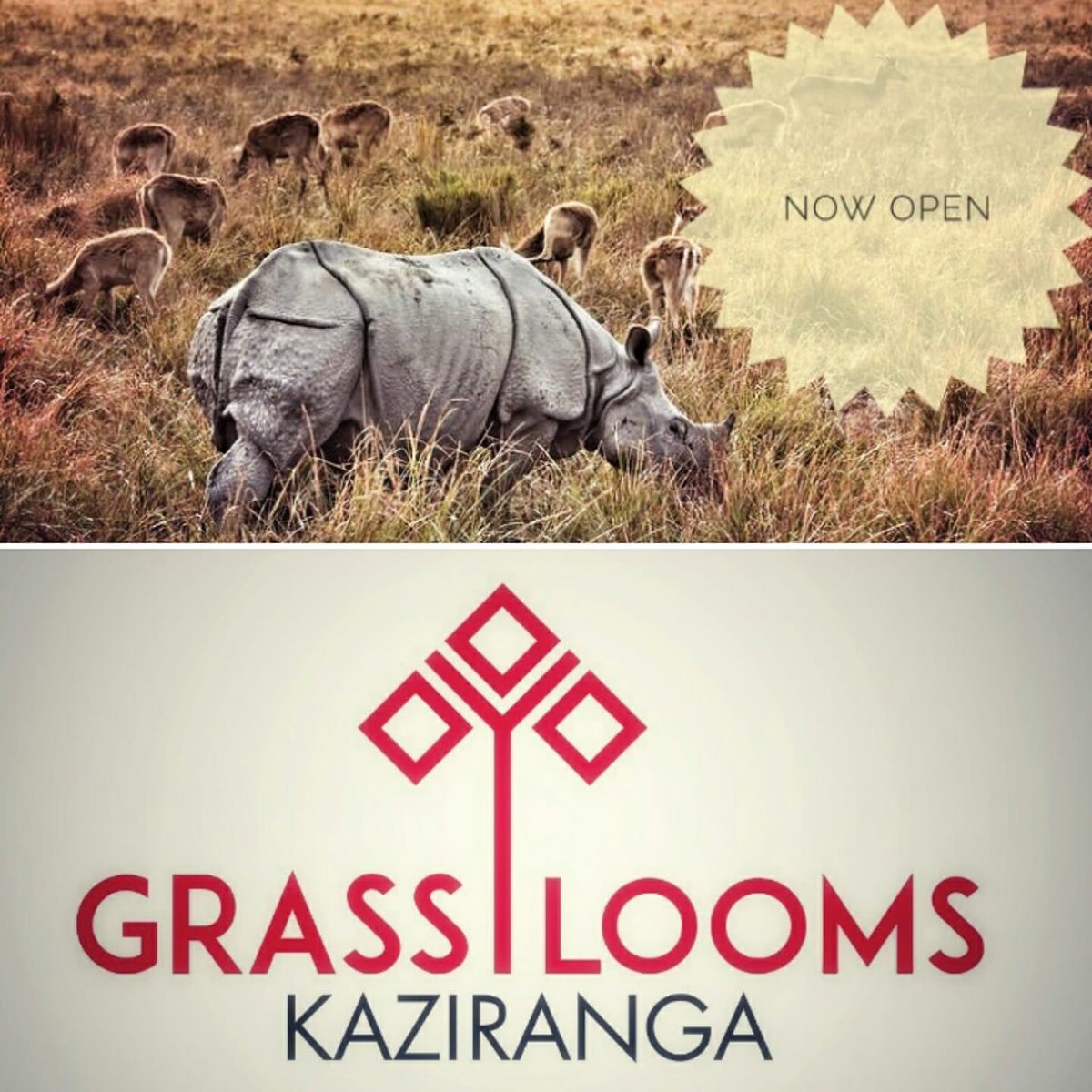 RGVN opens its second outlet of Its handloom initiative Grasslooms in Kaziranga #handlooms #rurallivelihoods #weavers #Assam #sustainability