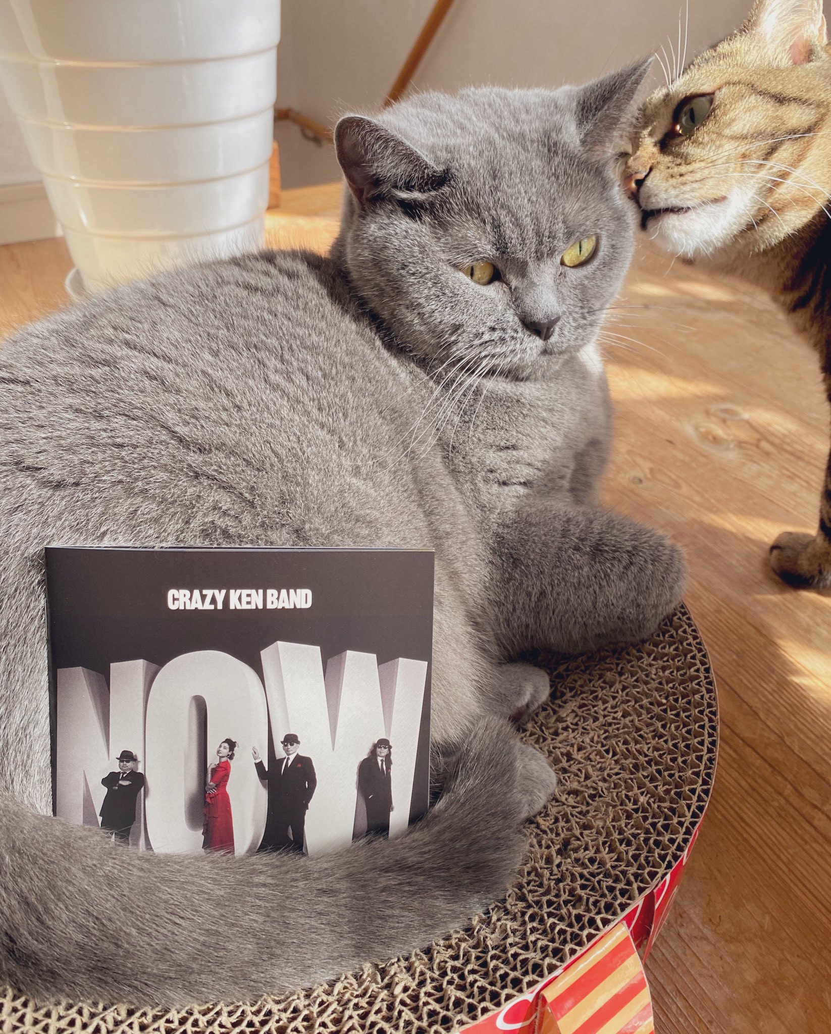 マズル田マズ太郎 猫たちとひなたで遊びながらずーっと聴いている 最高にカッコイイー ありがとう クレイジーケンバンド クレイジーケンバンド Newalbum Crazykenband Now Ckb Hellooldnewworld ありがとう T Co Zyndo6qkst