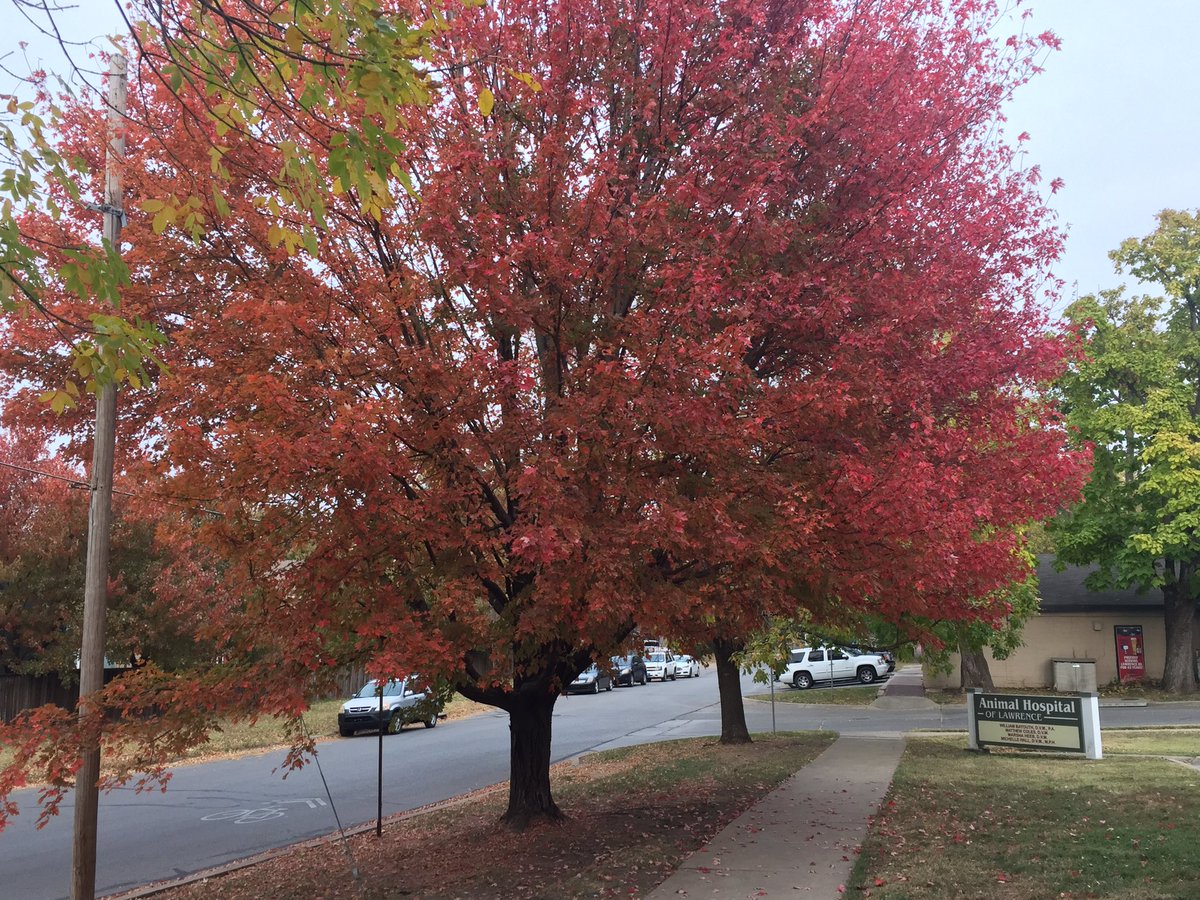 larryvillelife's tweet photo. 11:16 pm deck. Tuesday. Chilly. Virtually no wind. Two weeks until Election Day: ๐ฌ. It might snow next week: ๐ก. Here's some fall foliage we spotted earlier. #fallfoliagewars https://t.co/oZelOmQSMz