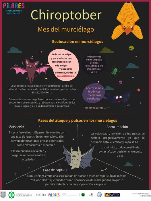 Bioconciencia__'s tweet photo. #MURCIÉLAGOS #PILARES #PCMM #RELCOM #BATWEEK https://t.co/Ht9GDvfcdK