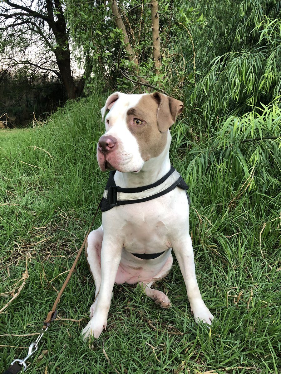 JoziPits's tweet photo. Morning pawtrols done and dusted ✅ 🐾🔍 Perimeters Cleared 🧟‍♂️🥊 No zombs about! #RaaaAAA #ZSHQ @ZombieSquadHQ https://t.co/TsOmx8V7C9